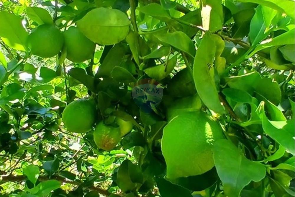 Chácara / Sítio / Fazenda - Venda - Bragança Paulista , São Paulo - 20260213_111922.jpg - 690141085-32