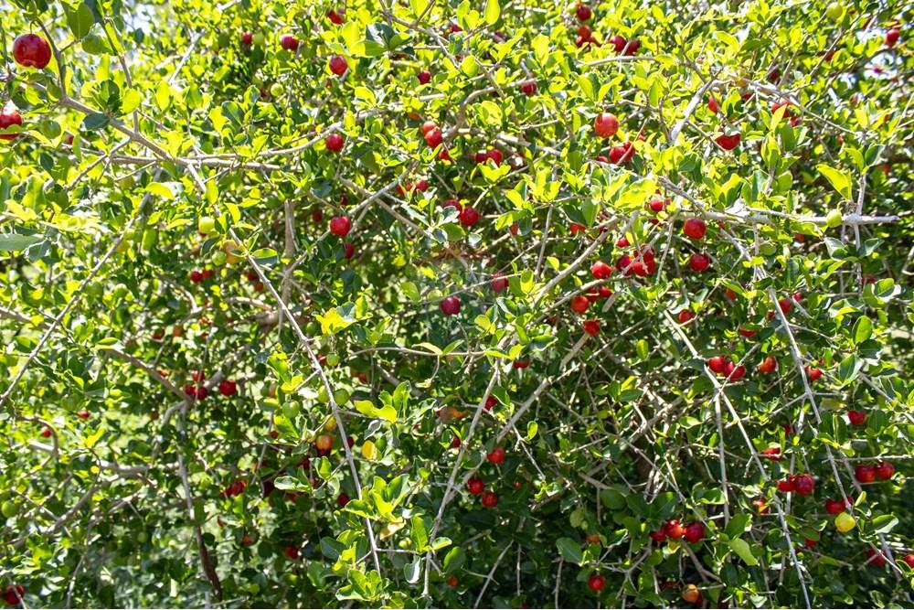 Terreno - Venda - Rio Claro , São Paulo - IMG_0280.jpg - 690811057-57