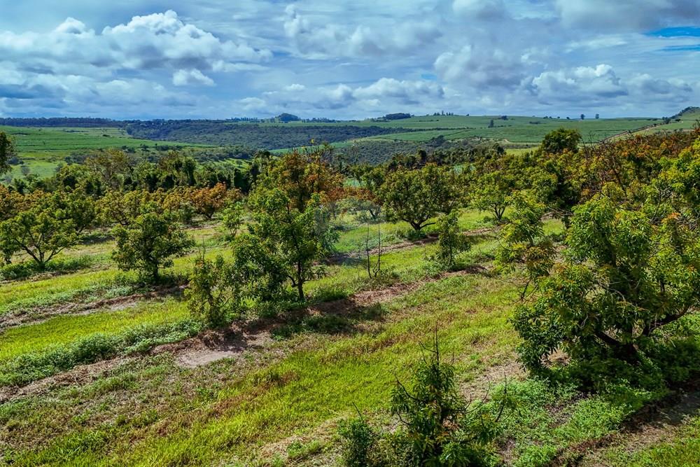 Fazenda - Venda - Analândia , São Paulo - Tratada - Drone-95.jpg - 690691016-305