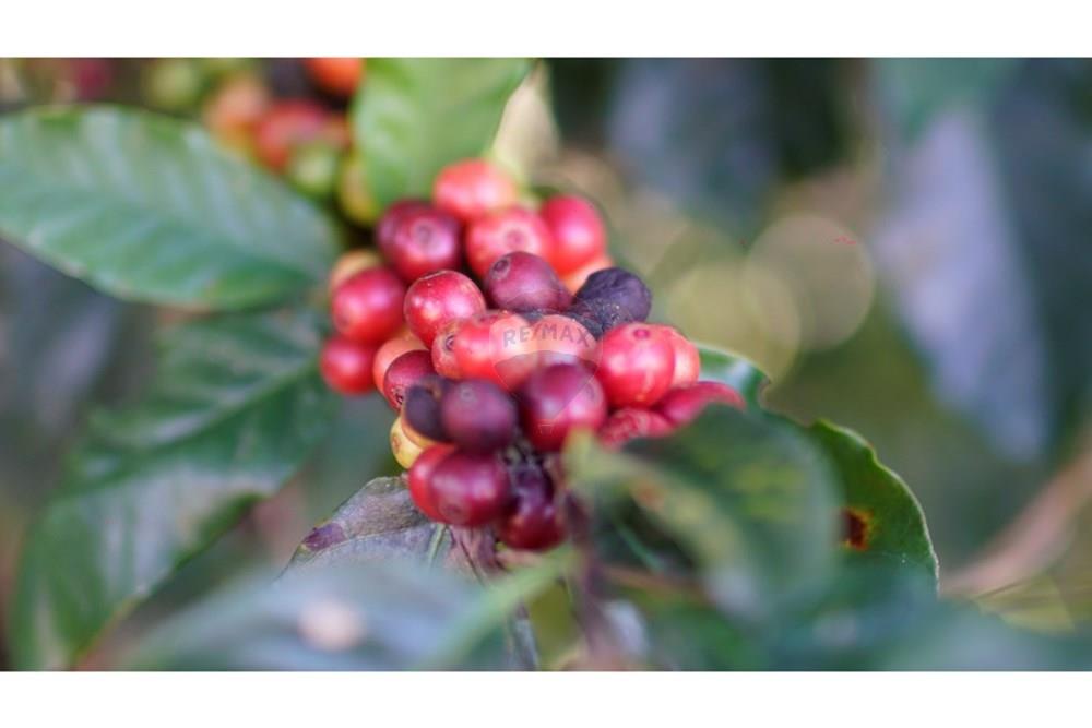 Chácara / Sítio / Fazenda - Venda - Serra Negra , São Paulo - _JEA8918.JPG - 690291056-34