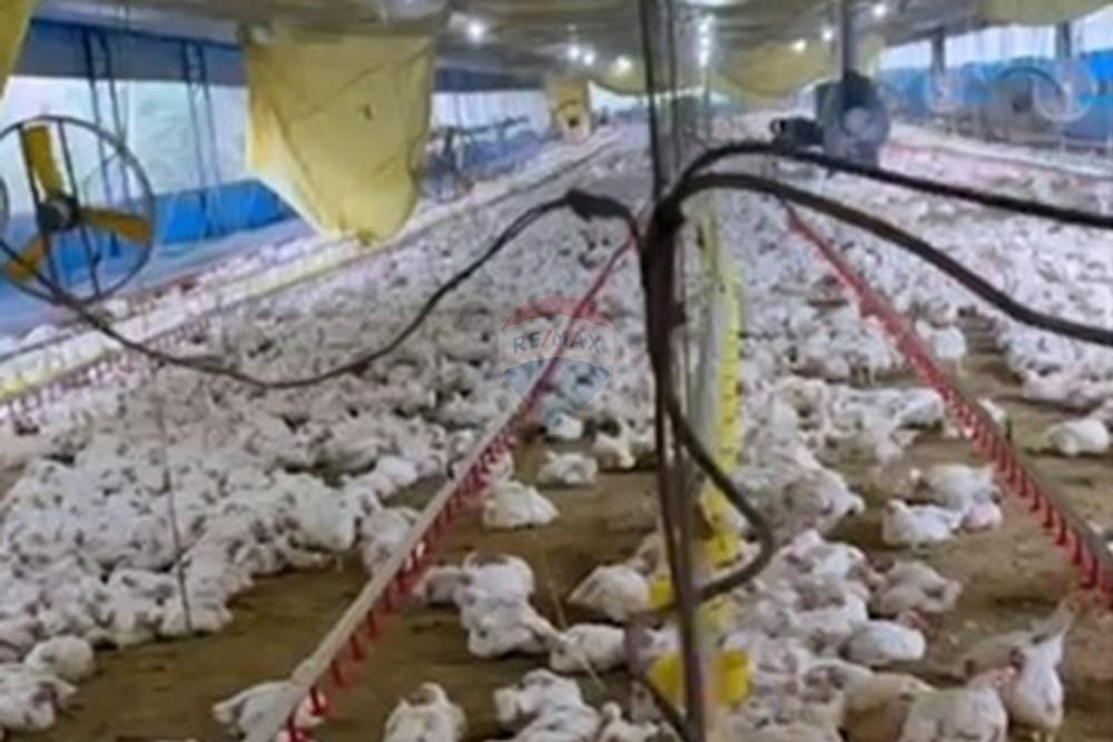 Chácara / Sítio / Fazenda - Venda - Bragança Paulista , São Paulo - GALPOES (1).jpg - 690141085-32