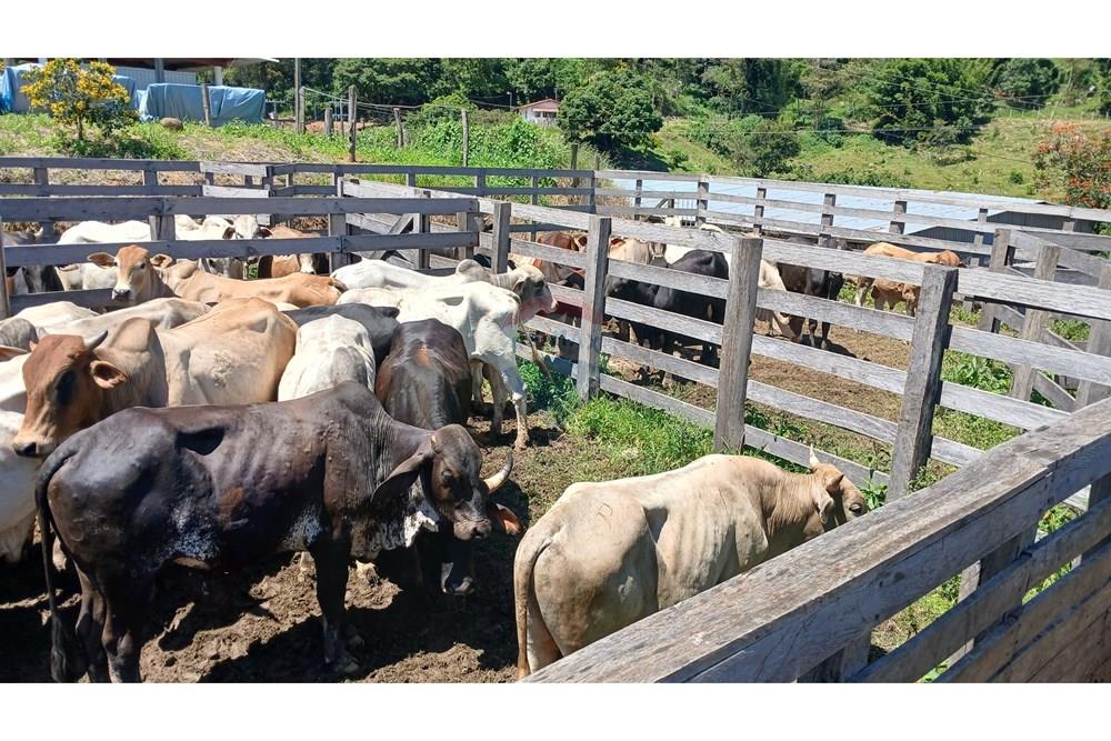 Chácara / Sítio / Fazenda - Venda - Bragança Paulista , São Paulo - 20260213_104843.jpg - 690141085-32