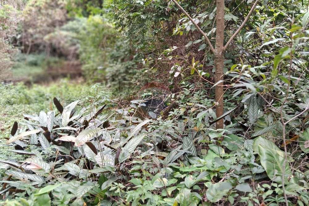 Chácara / Sítio / Fazenda - Venda - Valinhos , São Paulo - foto 16.jpg - 690851076-164