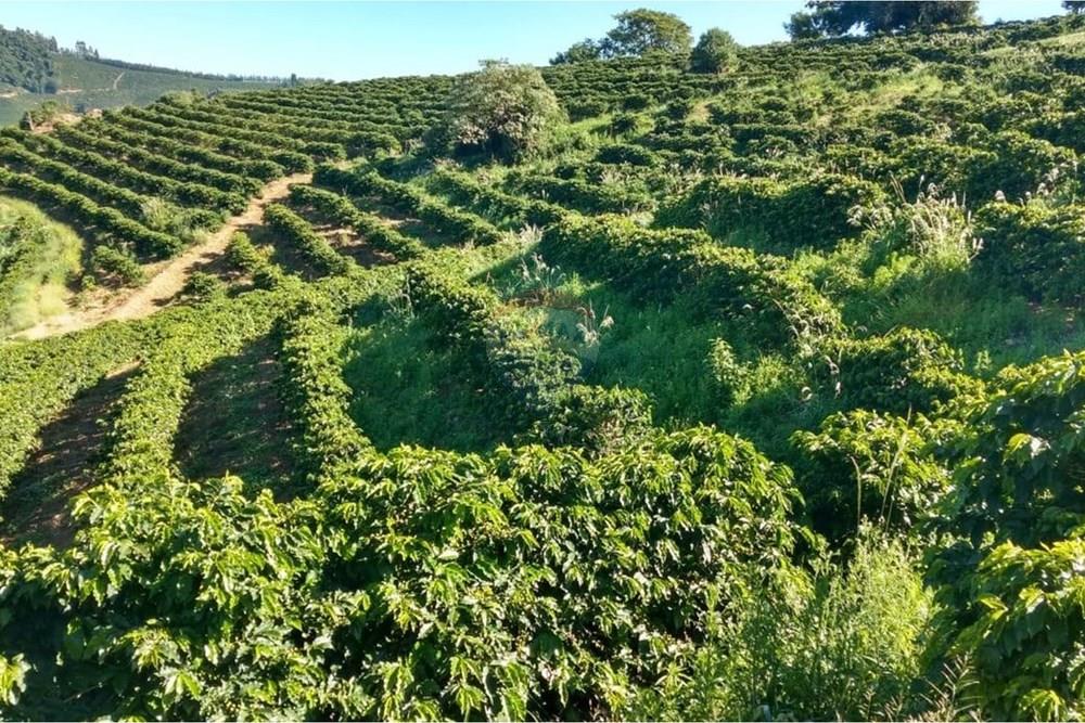 Chácara / Sítio / Fazenda - Venda - São Sebastião da Grama , São Paulo - WhatsApp Image 2026-02-05 at 14.42.42 (2).jpeg - 690681090-50