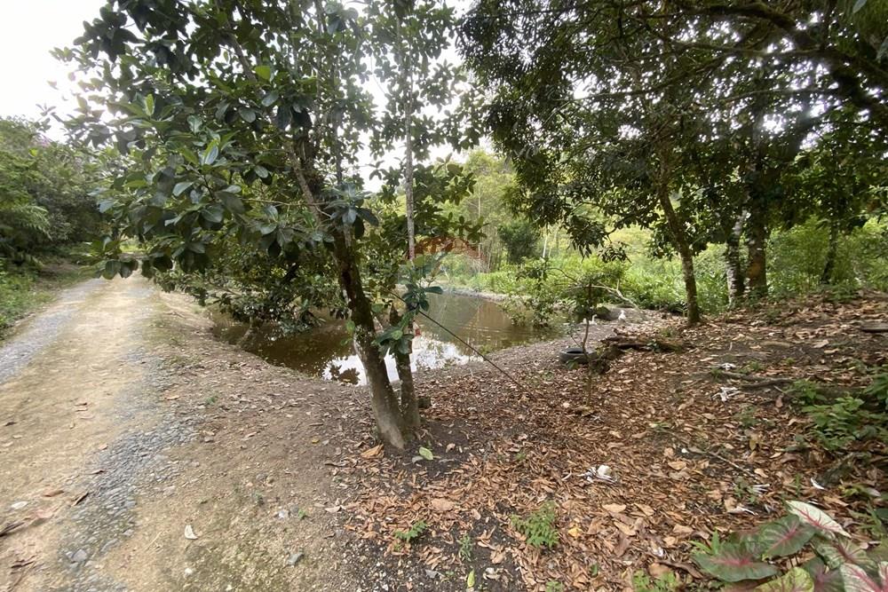 Fazenda - Venda - Sete Barras , São Paulo - IMG_6457.jpeg - 690061038-19