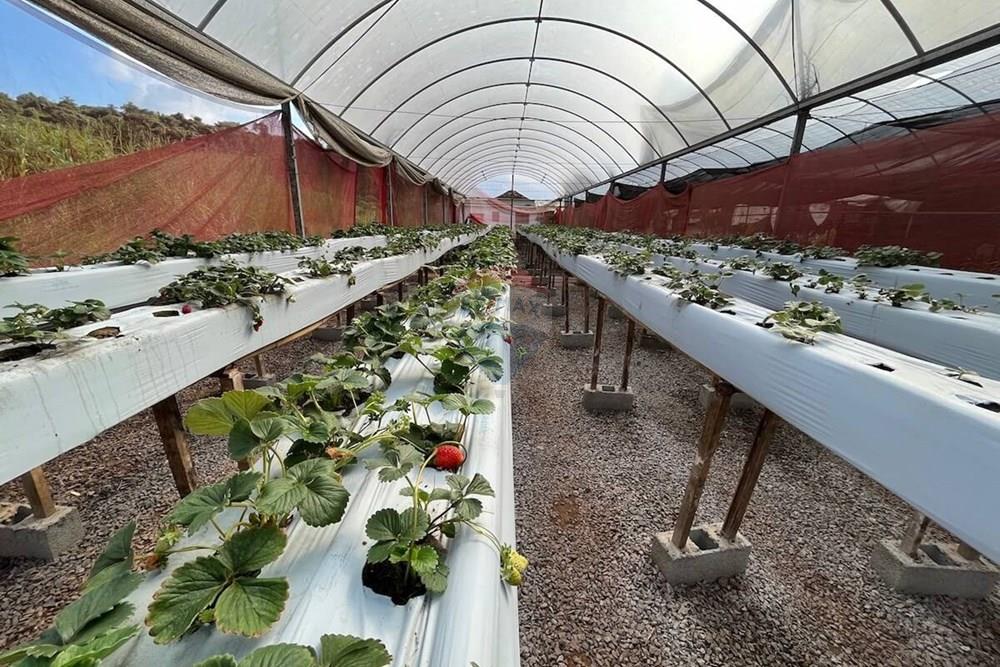 Casa Comercial - Alugar - Atibaia , São Paulo - atibaia-morango2.jpeg - 690921136-1