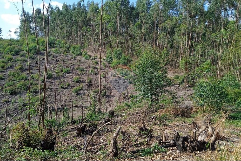 Terreno - Venda - Socorro , São Paulo - lucas3.jpeg - 690041008-23
