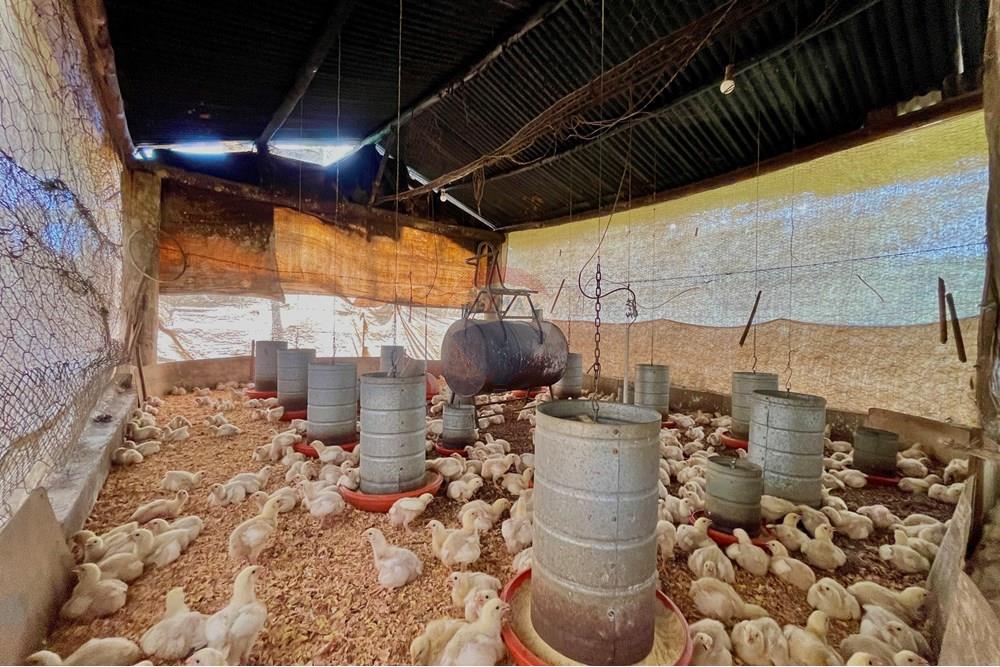 Fazenda - Venda - Campestre , Minas Gerais - IMG_6224.JPG - 690291077-293