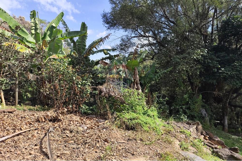 Chácara / Sítio / Fazenda - Venda - Itapira , São Paulo - 1751510168941.jpg - 690291085-364