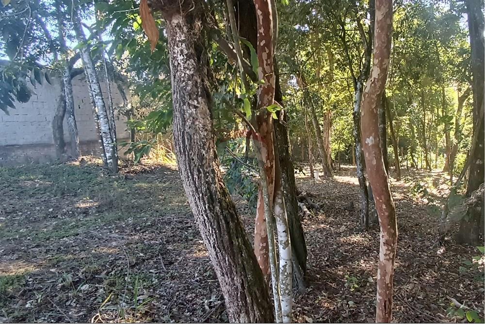 Terreno - Venda - Jaguariúna , São Paulo - 19.JPG - Quintal - 690671070-9