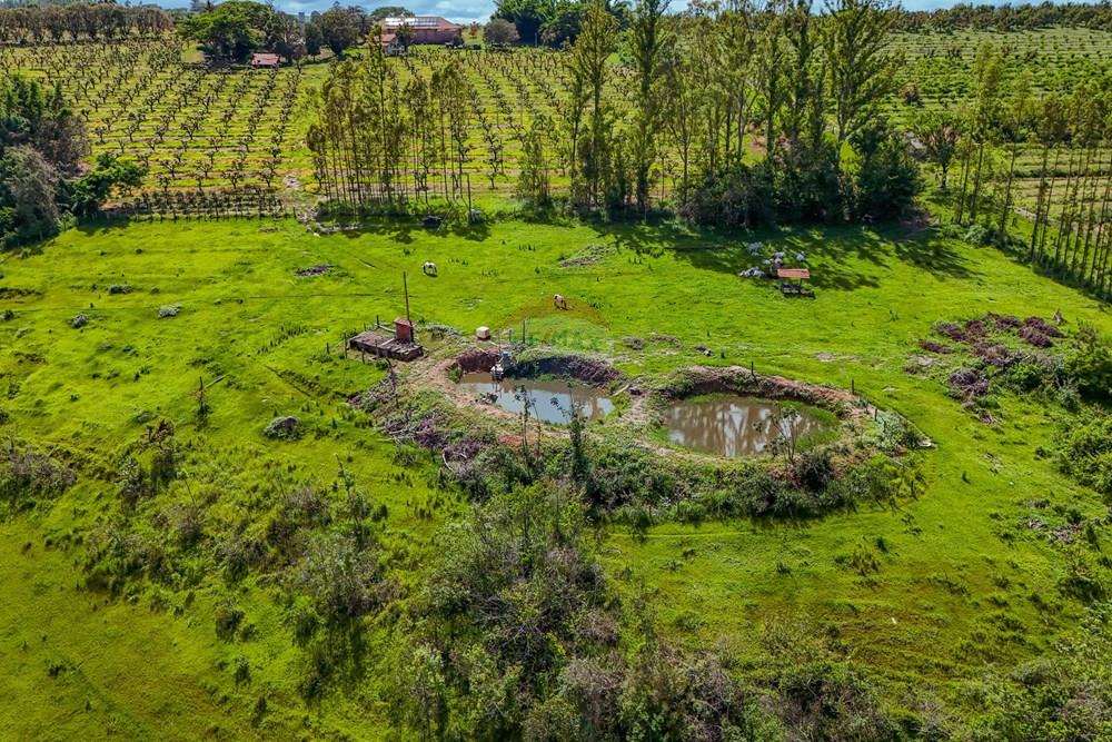 Fazenda - Venda - Analândia , São Paulo - Tratada - Drone-80.jpg - 690691016-305