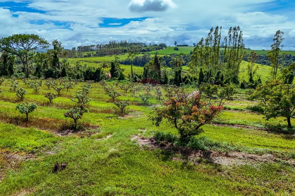 Fazenda - Venda - Analândia , São Paulo - Tratada - Drone-96.jpg - 690691016-305