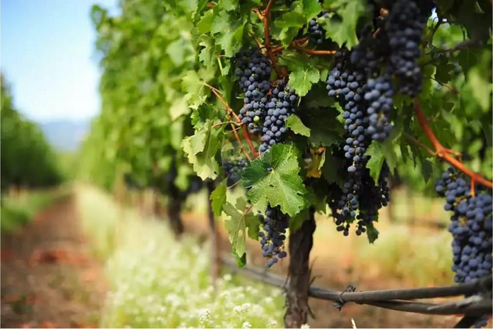 Terreno - Venda - Itupeva , São Paulo - UVA_ITUPEVA.jpg - 690801020-212