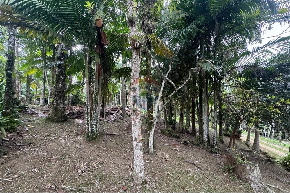 Terreno - Venda - Peruíbe , São Paulo - IMG-20251017-WA0099.jpg - 691111009-61