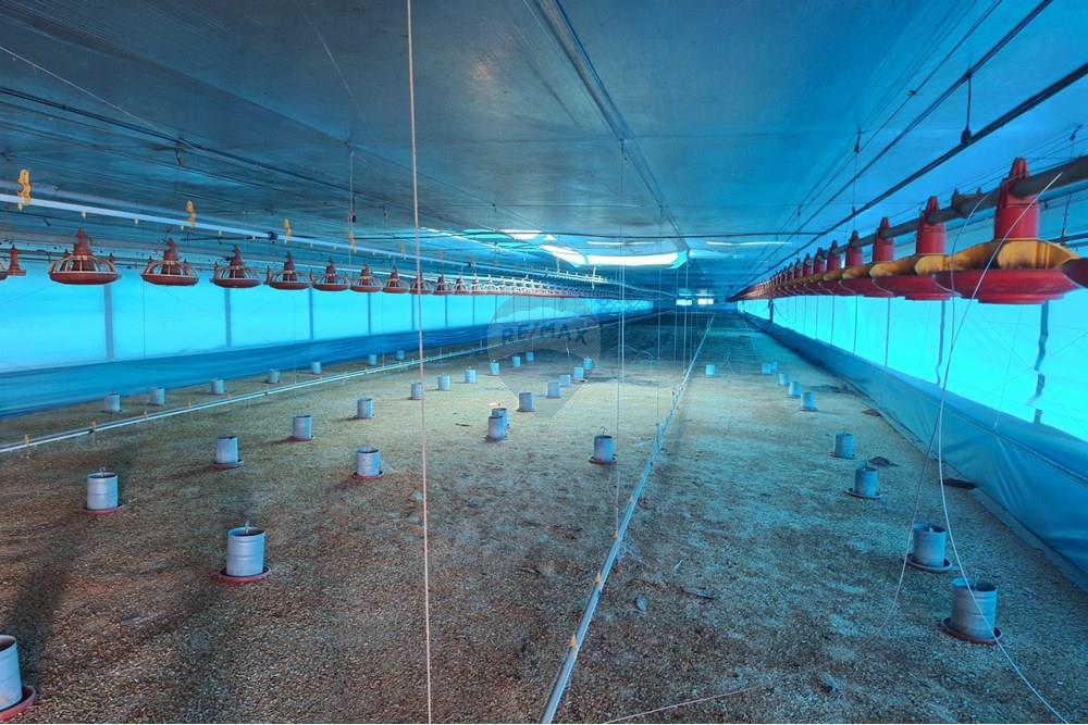 Chácara / Sítio / Fazenda - Venda - Itapira , São Paulo - 20250626_103515.jpg - 690751048-290