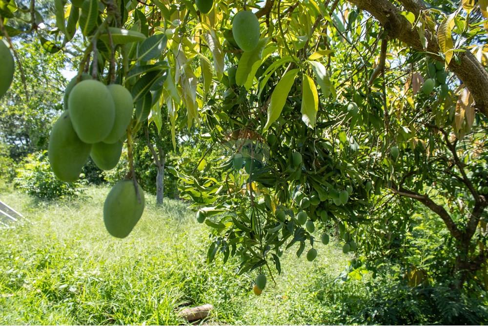 Terreno - Venda - Rio Claro , São Paulo - IMG_0283.jpg - 690811057-56