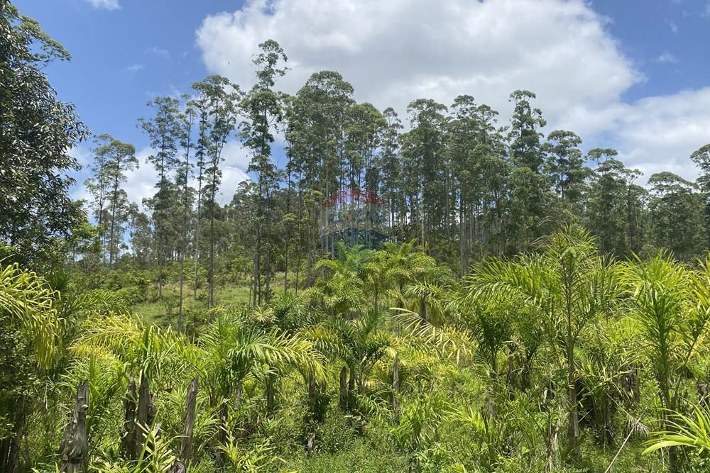 Fazenda - Venda - Pariquera-Açu , São Paulo - IMG_6137.jpg - 690061038-24