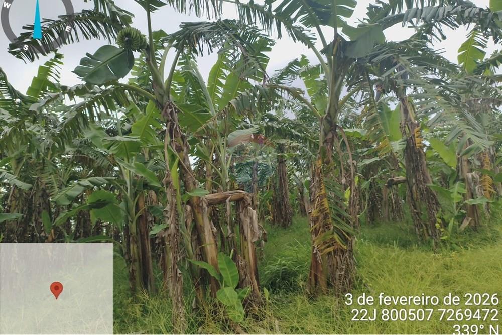 Fazenda - Venda - Jacupiranga , São Paulo - WhatsApp Image 2026-03-02 at 20.10.20.jpeg - 690061037-12