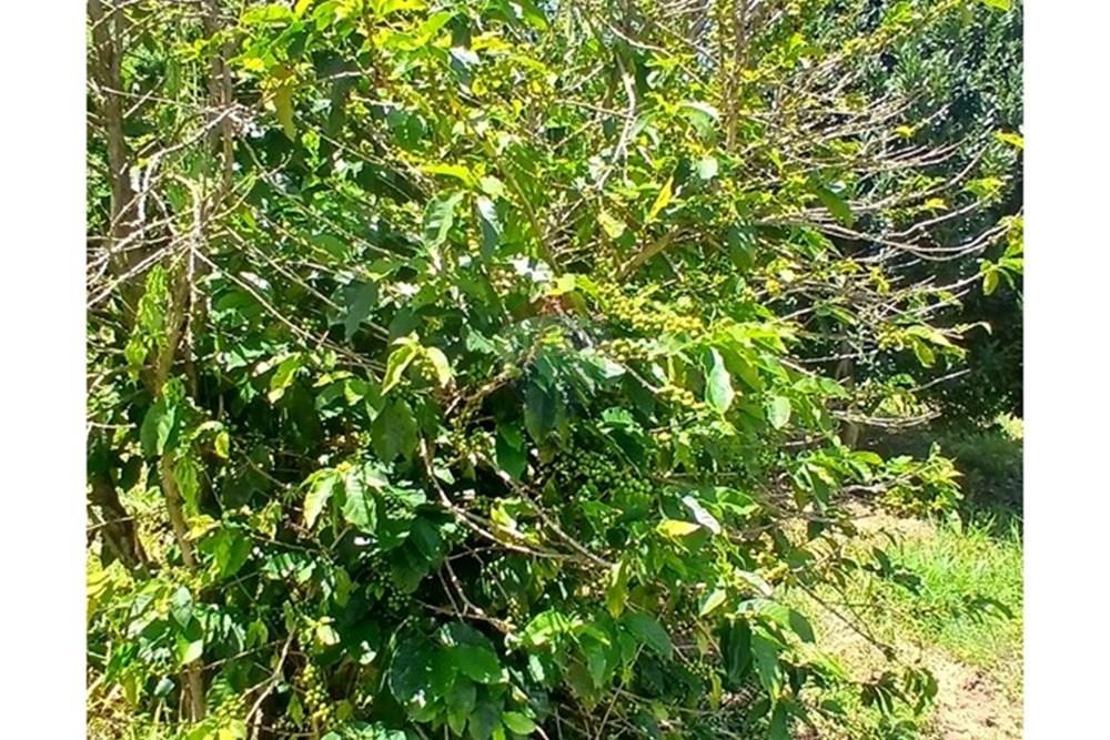 Chácara / Sítio / Fazenda - Venda - Bragança Paulista , São Paulo - 20260213_111950.jpg - 690141085-32