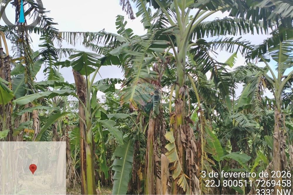 Fazenda - Venda - Jacupiranga , São Paulo - WhatsApp Image 2026-03-02 at 20.10.38 (1).jpeg - 690061037-12