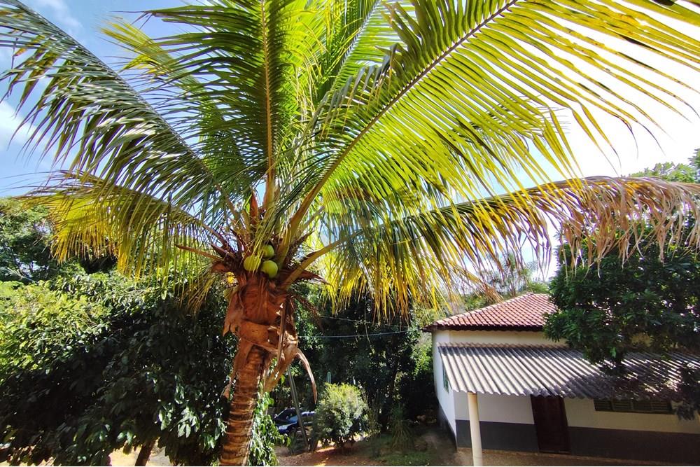 Chácara / Sítio / Fazenda - Venda - Itapira , São Paulo - 1751510168609.jpg - 690291085-364