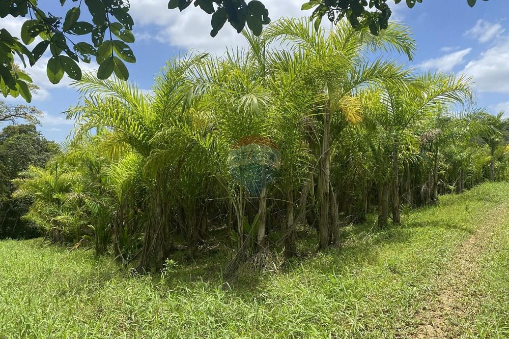 Fazenda - Venda - Pariquera-Açu , São Paulo - IMG_6134.jpg - 690061038-24
