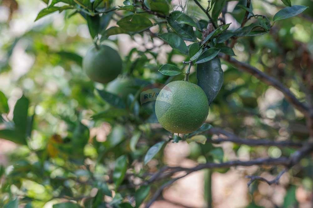 Chácara / Sítio / Fazenda - Venda - Vinhedo , São Paulo - TakeDroneBr-40852.jpg - 690941021-49