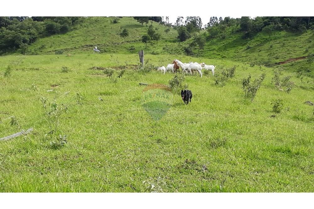 Fazenda - Venda - Serra Negra , São Paulo - 20250211_151344.jpg - 690291056-26