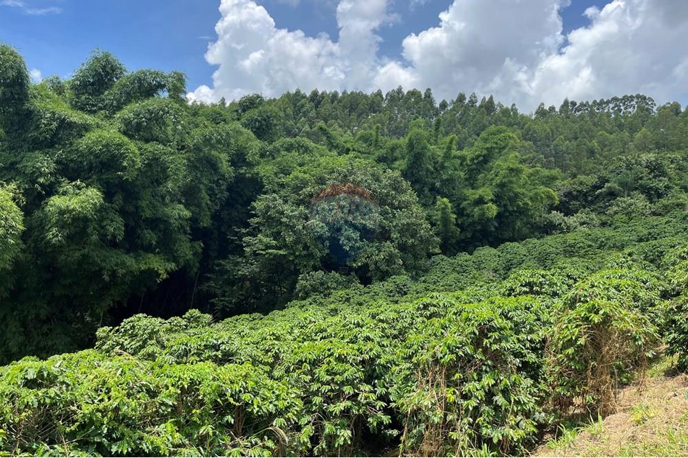 Chácara / Sítio / Fazenda - Venda - Serra Negra , São Paulo - IMG_4025.jpg - 690291056-34