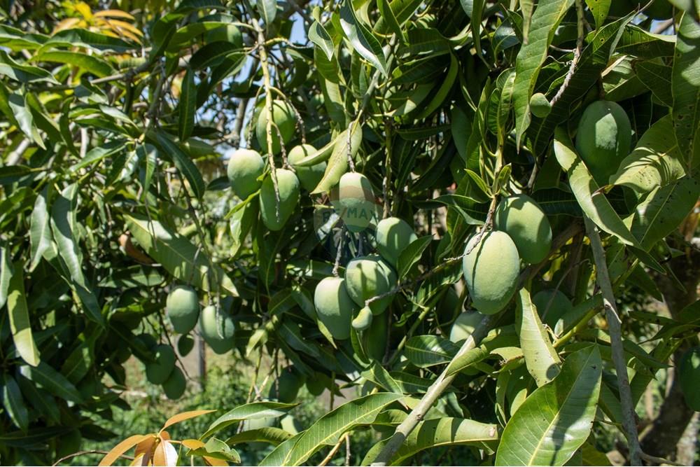 Terreno - Venda - Rio Claro , São Paulo - IMG_0282.jpg - 690811057-57