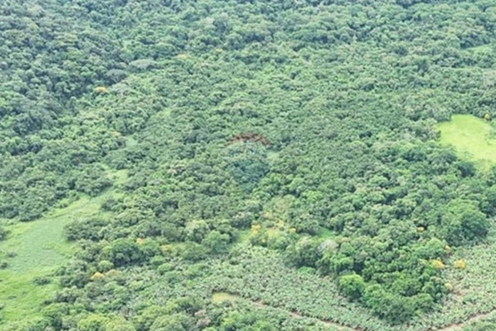 Fazenda - Venda - Miracatu , São Paulo - WhatsApp Image 2025-04-10 at 13.48.46 (1).jpeg - 690061038-5