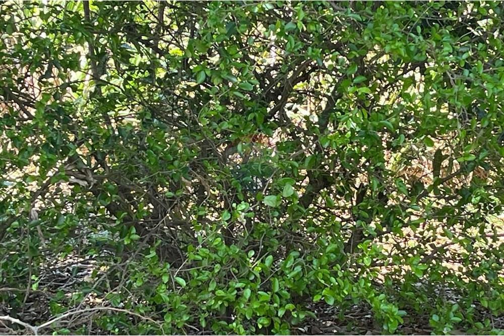 Chácara / Sítio / Fazenda - Venda - Valinhos , São Paulo - WhatsApp Image 2025-10-27 at 09.33.48 (13).jpeg - 691181010-8