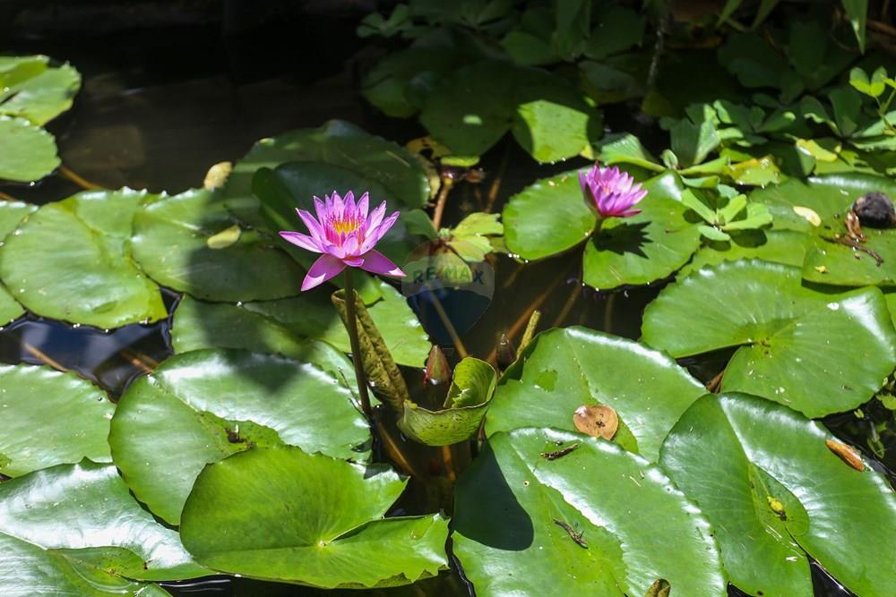 Casa de Condomínio - Venda - Valinhos , São Paulo - CláuBearz58.JPG - 691181029-10