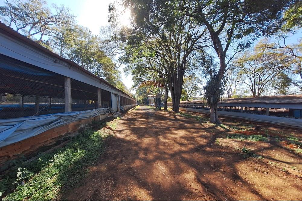 Chácara / Sítio / Fazenda - Venda - Conchal , São Paulo - 20250617_135250.jpg - 690751019-291