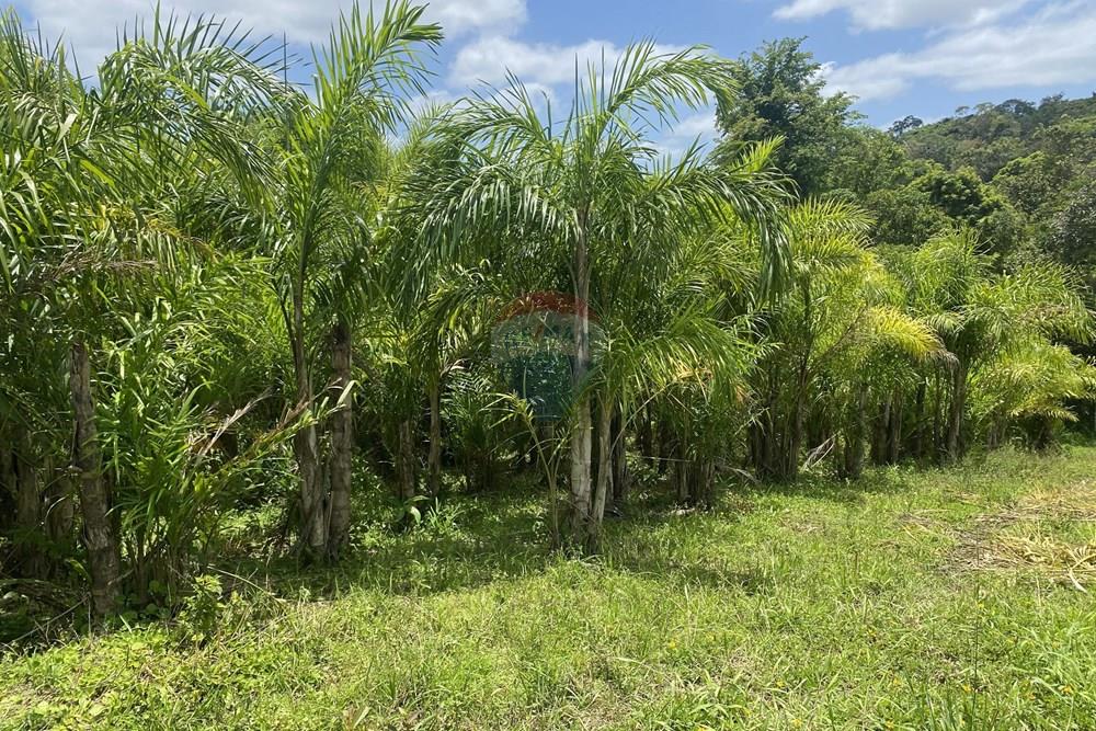 Fazenda - Venda - Pariquera-Açu , São Paulo - IMG_6136.jpg - 690061038-24