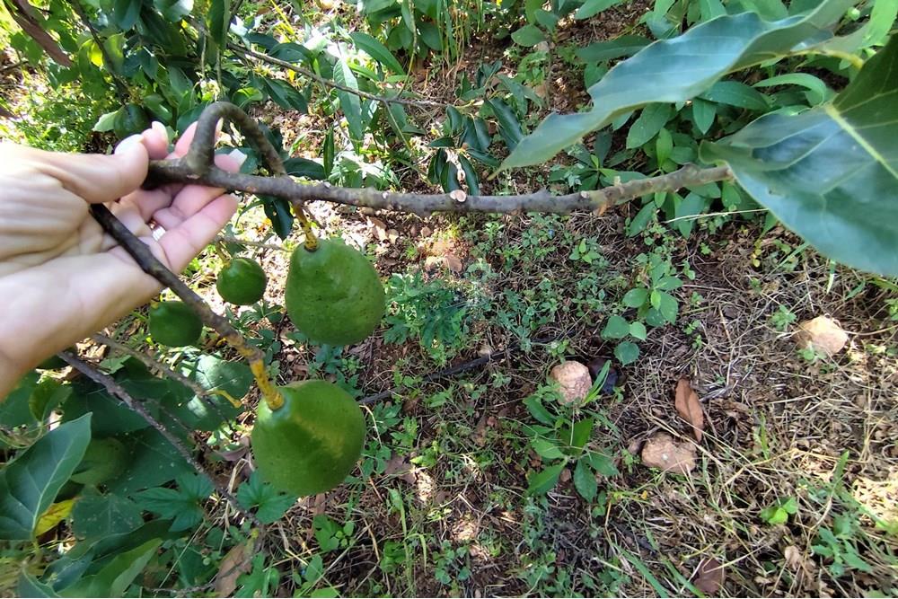 Chácara / Sítio / Fazenda - Venda - Itapira , São Paulo - 1751510168499.jpg - 690291085-364