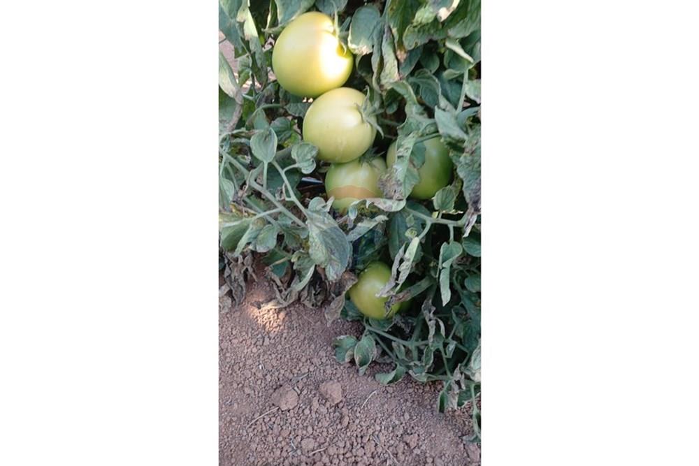 Fazenda - Venda - Campestre , Minas Gerais - 80fc9e9f-c819-4167-aa8e-31f741f2813e.jpg - 690291077-293