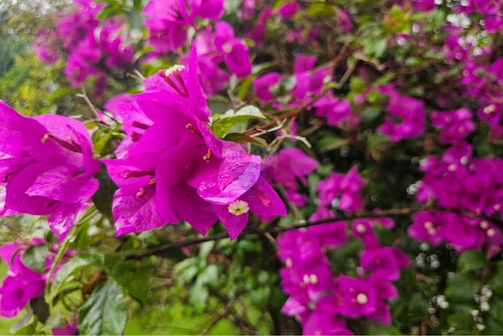 Casa de Condomínio - Alugar - Vinhedo , São Paulo - WhatsApp Image 2026-03-02 at 15.36.21 (1).jpeg - 690681046-268