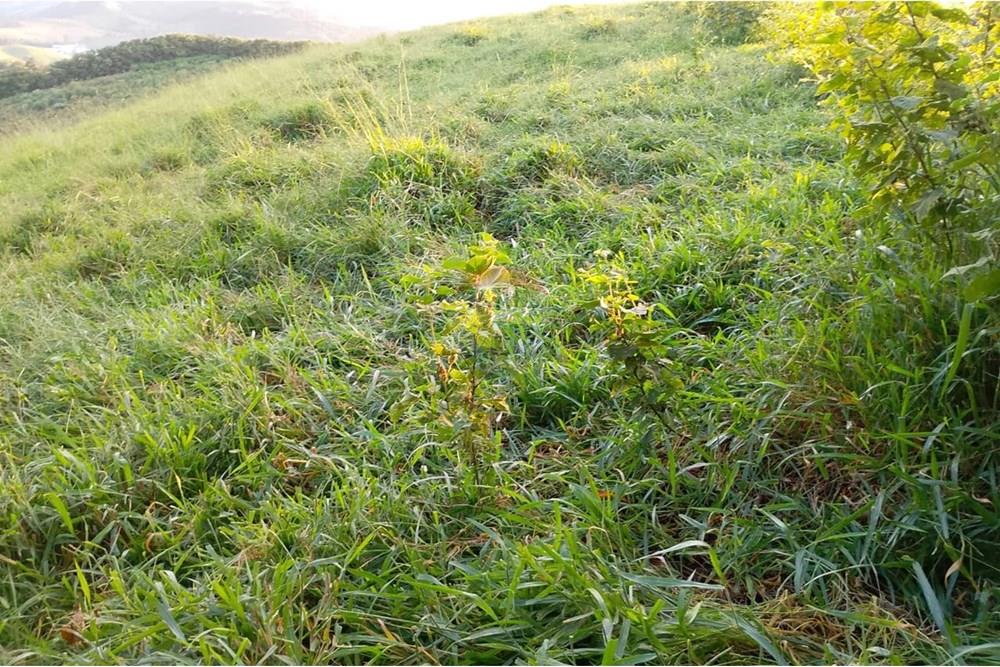 Terreno - Venda - Lindóia , São Paulo - IMG-20250507-WA0034.jpg - 690291056-36