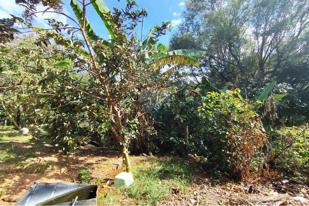 Chácara / Sítio / Fazenda - Venda - Itapira , São Paulo - 1751510168912.jpg - 690291085-364