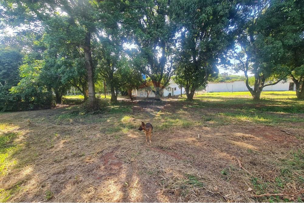 Agro - Alugar - Artur Nogueira , São Paulo - 20251120_160032.jpg - 690671009-93