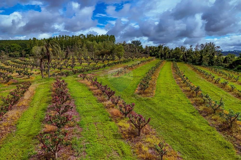 Fazenda - Venda - Analândia , São Paulo - Tratada - Drone-73.jpg - 690691016-305