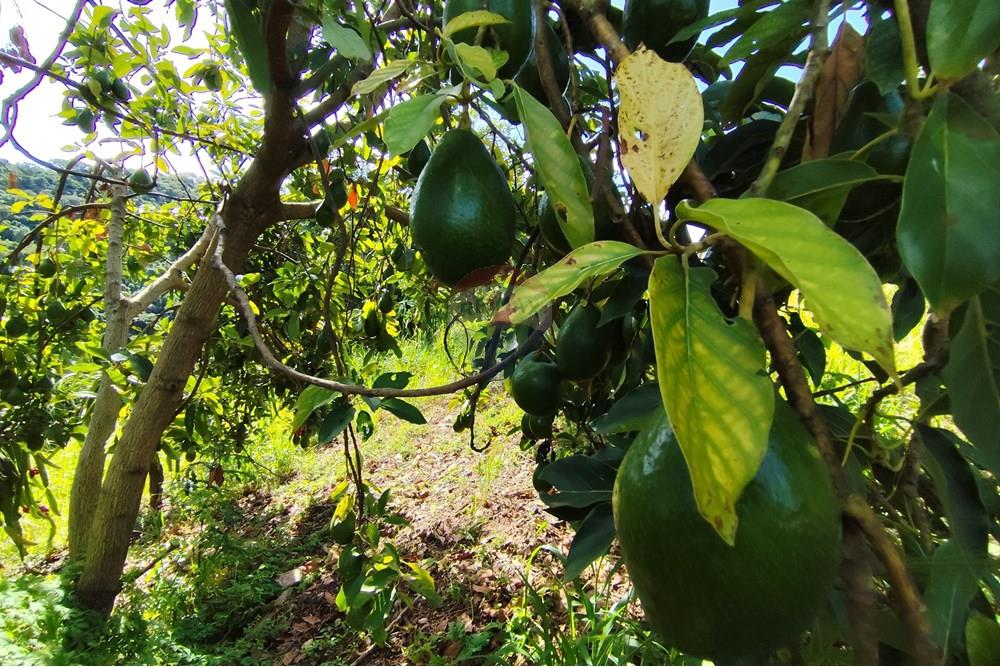 Chácara / Sítio / Fazenda - Venda - Itapira , São Paulo - 1751510168494.jpg - 690291085-364