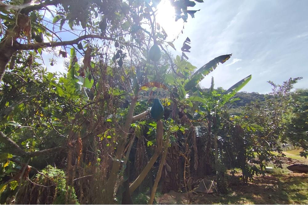 Chácara / Sítio / Fazenda - Venda - Itapira , São Paulo - 1751510168887.jpg - 690291085-364