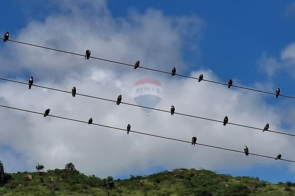 Chácara / Sítio / Fazenda - Venda - São Sebastião da Grama , São Paulo - 20260221_105049.jpg - 690681090-50