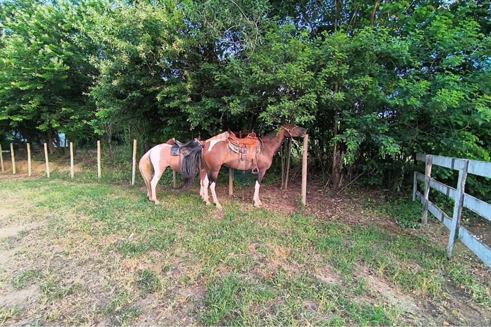 Terreno - Venda - Itatiba , São Paulo - Foto cavalo.jpeg - 691131048-6