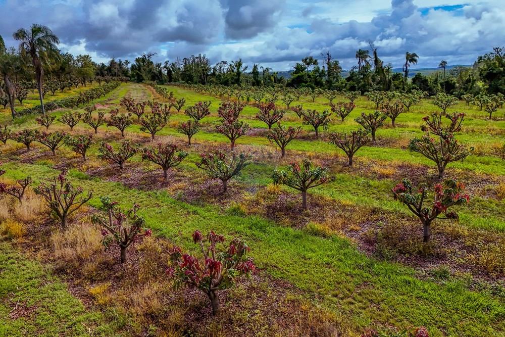 Fazenda - Venda - Analândia , São Paulo - Tratada - Drone-74.jpg - 690691016-305