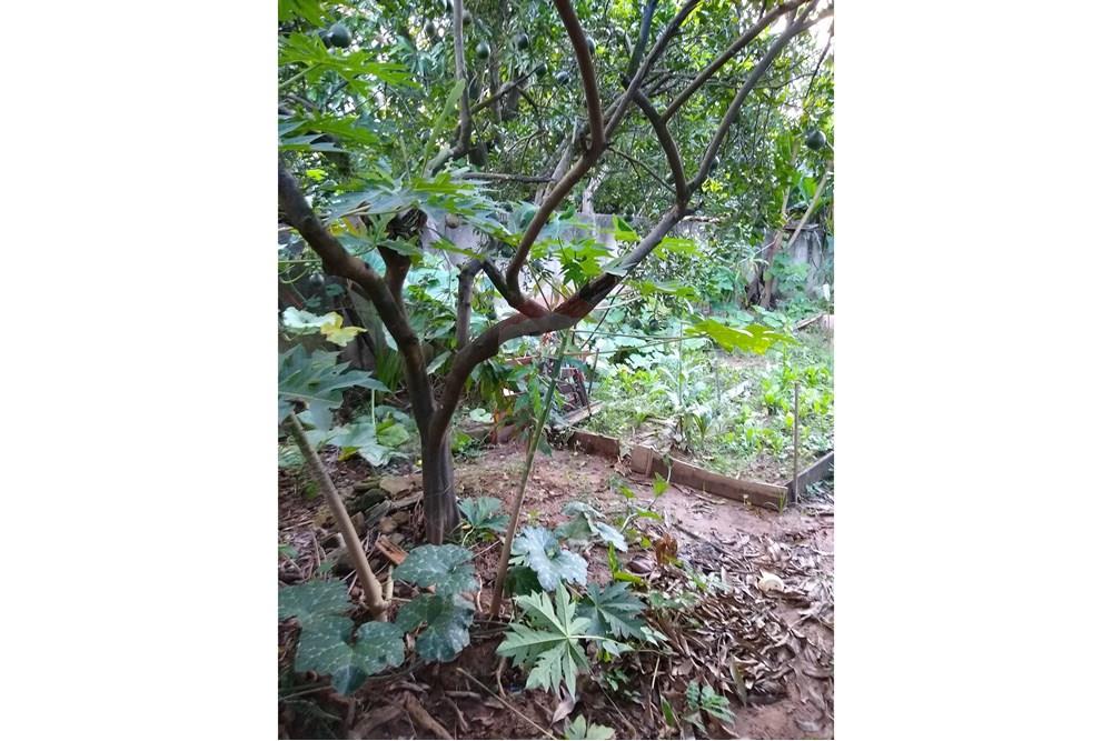 Chácara - Venda - Americana , São Paulo - IMG-20250531-WA0074.jpg - 691071014-5