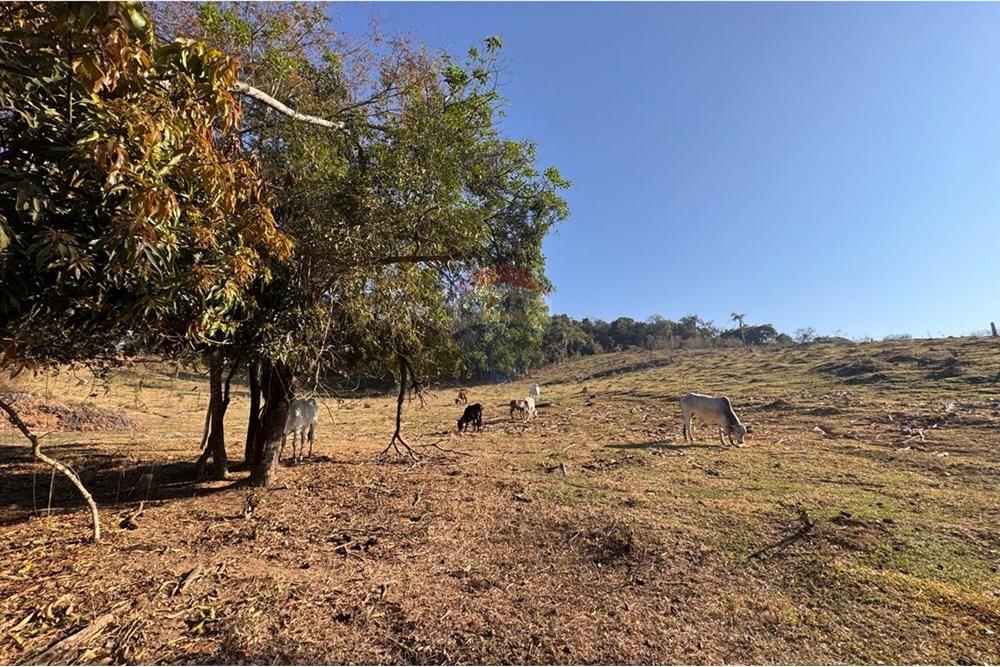 Terreno - Venda - Tuiuti , São Paulo - WhatsApp Image 2025-10-06 at 14.47.26 (4).jpeg - 690041052-114