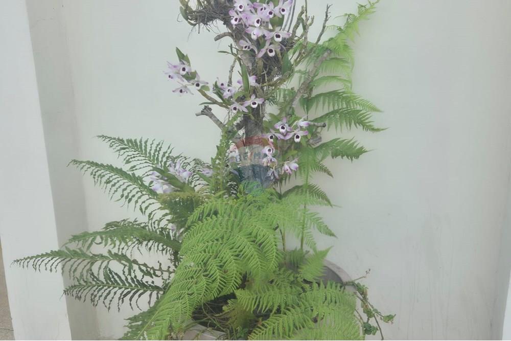 Apartamento - Alugar - Vinhedo , São Paulo - 3e6ba271-509a-4c18-a343-4f8e77eb6139.jpg - 690851008-545